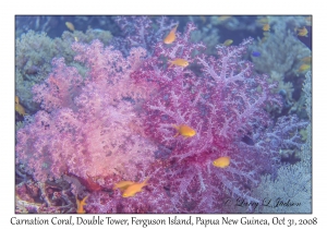 Carnation Corals