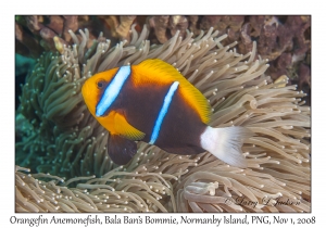 Orangefin Anemonefish