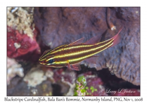 Blackstripe Cardinalfish