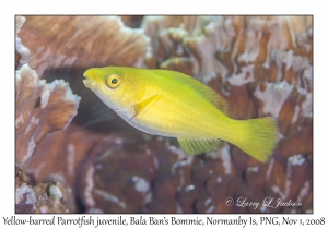 Yellow-barred Parrotfish juvenile phase