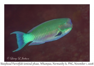 Steephead Parrotfish terminal phase