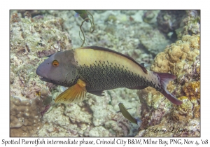 Spotted Parrotfish intermediate phase
