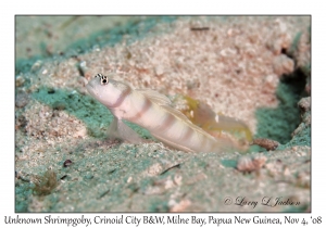 Unknown Shrimpgoby