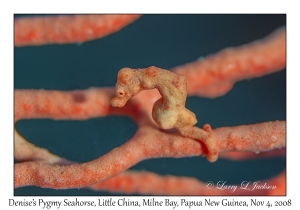 Denise's Pygmy Seahorse