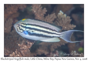 Blackstriped Angelfish male