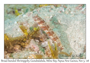 Broad-banded Shrimpgoby