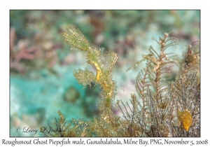 Roughsnout Ghost Pipefish male