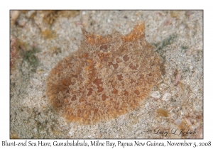 Blunt-end Sea Hare