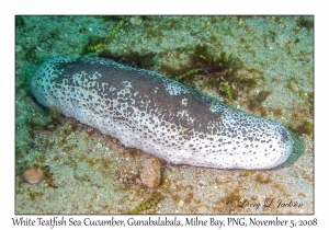 White Teatfish (Sea Cucumber)