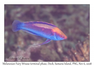 Melanesian Fairy Wrasse terminal phase