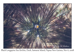 Black Longspine Sea Urchin