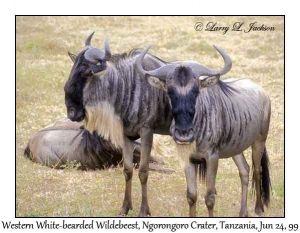 Western White-bearded Wildebeest