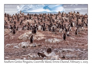 Southern Gentoo Penguins