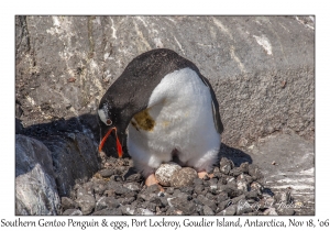 Southern Gentoo Penguin & 2 eggs