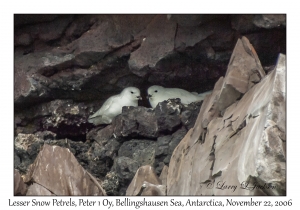 Lesser Snow Petrels nesting