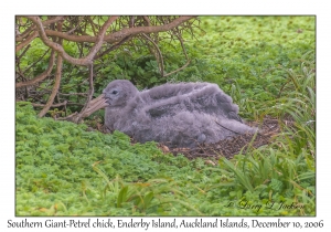 Southern Giant Petrel chick