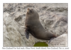 New Zealand Fur Seal male