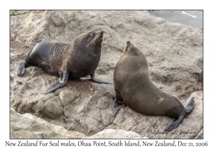 New Zealand Fur Seal males