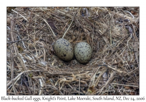 Black-backed Gull eggs