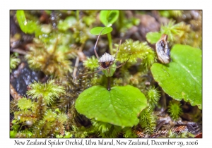 New Zealand Spider Orchid