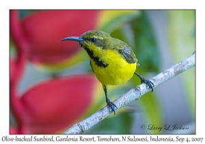 Olive-backed Sunbird male