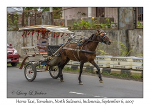 Horse Taxi