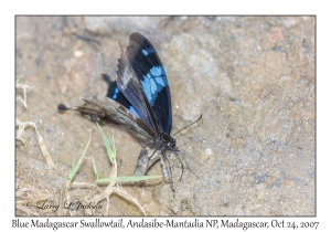 Blue Madagascar Swallowtail