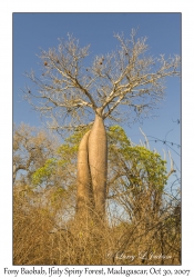 Fony Baobab