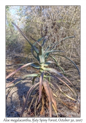 Aloe megalacantha