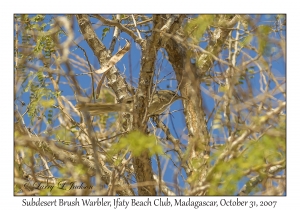 Subdesert Brush Warbler