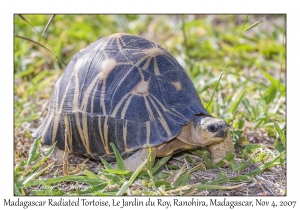 Madagascar Radiated Tortoise