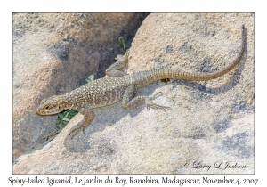 Spiny-tailed Iguanid