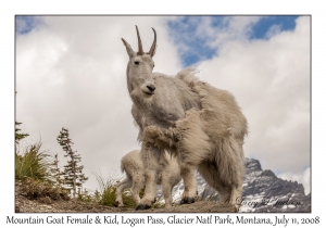 Mountain Goat Female & Kid