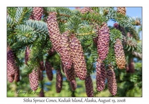 Sitka Spruce Cones