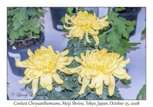 Contest Chrysanthemums