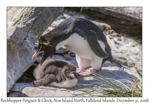 Rockhopper Penguin & chick