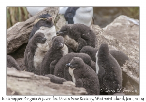 Rockhopper Penguin & juveniles