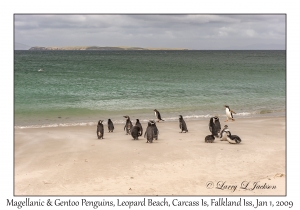 Gentoo & Magellanic Penguins