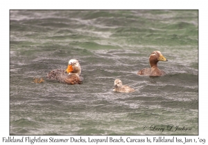 Falkland Flightless Steamer Ducks