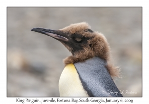 King Penguin, juvenile
