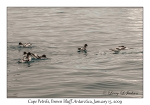 Cape Petrels