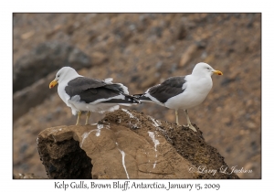 Kelp Gulls