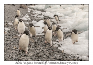 Adelie Penguins