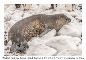 Young Weddell Seal