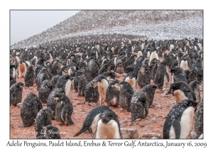 Adelie Penguins & juveniles