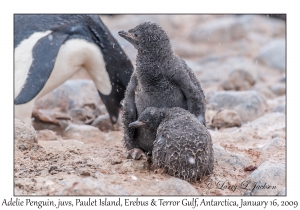 Adelie Penguin juveniles