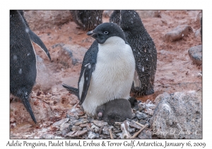 Adelie Penguin & juveniles