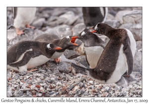 Southern Gentoo Penguins & chicks