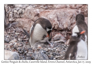 Southern Gentoo Penguin & chicks