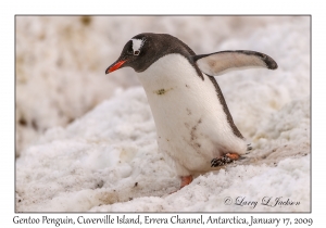 Southern Gentoo Penguin